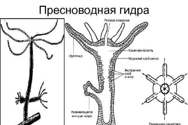 Омг тор зеркало